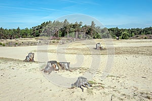 Drifting sand in nature reserve Mosselse zand.