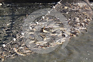 Driftnet full with fish
