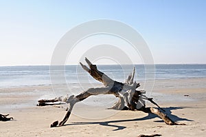 Driftwood