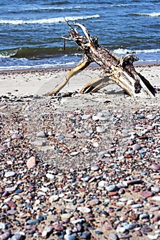 Driftwood