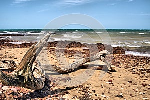 Driftwood