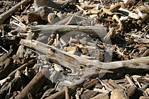 Driftwood