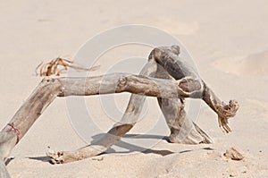 Driftwood