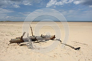 Driftwood