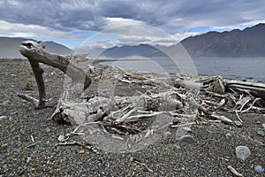 Driftwood