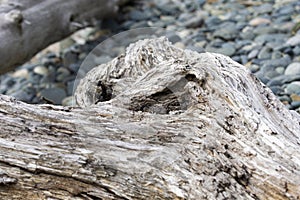 Driftwood Abstract Texture Background Close Up