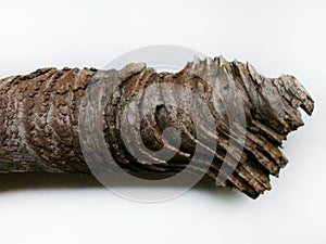 Driftwood/aged wood over white background. photo