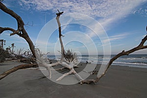 Driftwood along the ocean