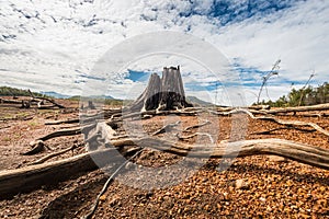 Driftwood art on Natures