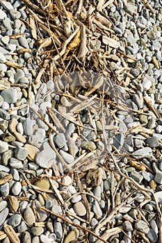 Driftwood and assorted smooth stones on a beach.