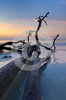 Driftwood in the atlantic, hdr