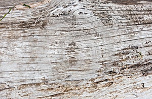 Driftwood Background 2