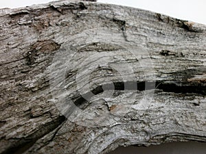 Driftwood bark close up
