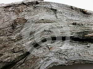 Driftwood bark close up photo