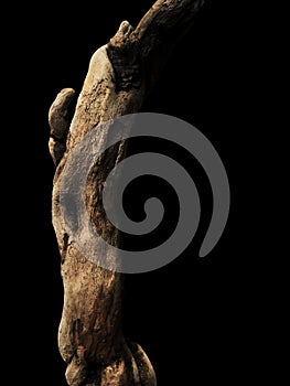 Driftwood bark close up isolated on black photo