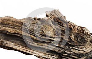 Driftwood bark close up isolated on white