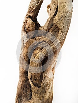 Driftwood bark close up isolated on white photo