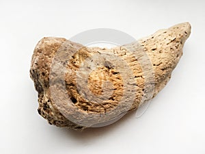 Driftwood bark close up isolated on white photo