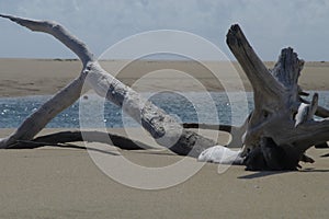 Driftwood on beach