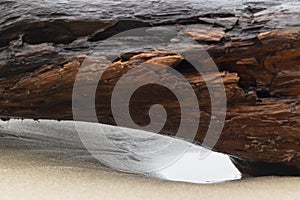 Driftwood on a beach