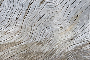 Driftwood on a beach