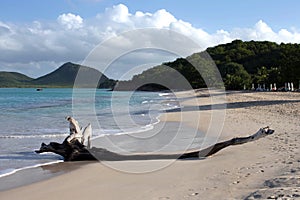 Driftwood on Beach