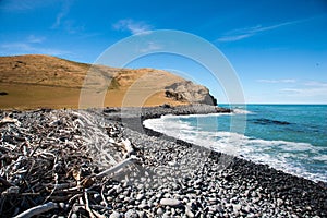 Driftwood beach