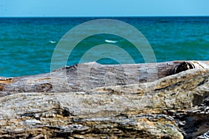 Driftwood at beach