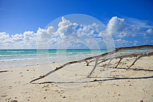 Driftwood on the beach in the bahamas