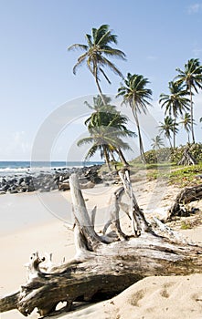 Driftwood beach Corn Island Nicar