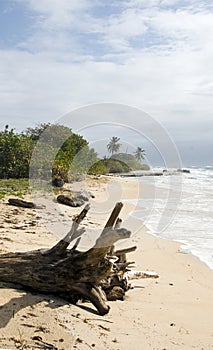 Driftwood beach Corn Island Nicar