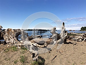 Driftwood on the Beach, Fraser River, Richmond, BC