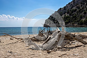 Driftwood on a beach, Greece