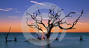 Driftwood Beach on Jekyll Island