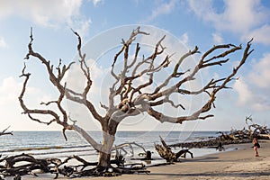 Driftwood Beach, Jekyll Island Georgia