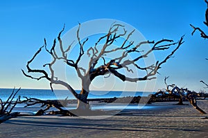 Driftwood Beach Jekyll Island, Georgia