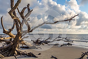 Driftwood Beach, Jekyll Island Georgia