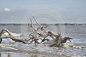 Driftwood Beach Jekyll island, Georgia USA