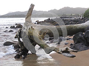 Driftwood on the beach at Kapa`a, Kauai, Hawaii