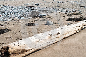 Driftwood on Beach with rocks and sea grass