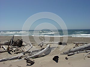 Driftwood Beach's Ocean