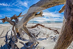 Driftwood on beach on St George Island Florida