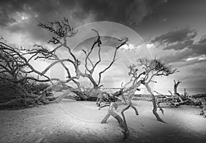 Driftwood Beach Sunrise Clouds Jekyll Island Georgia Black and White