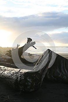 Driftwood on a beach with the sunset behind
