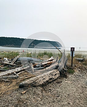 Driftwood on beach of Tribune Bay, Hornby Island, BC