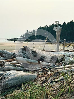 Driftwood on beach of Tribune Bay, Hornby Island, BC