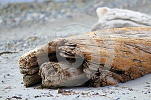 Driftwood on Beach, Witty`s Lagoon Regional Park, Vancouver Island, British Columbia, Canada photo