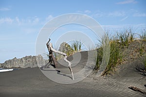 Driftwood on black sand beach with shadow