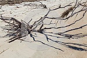 Driftwood in Black and White
