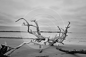Driftwood on Boneyard Beach Florida 3 Black and White Rustic Coastal Landscape Photo